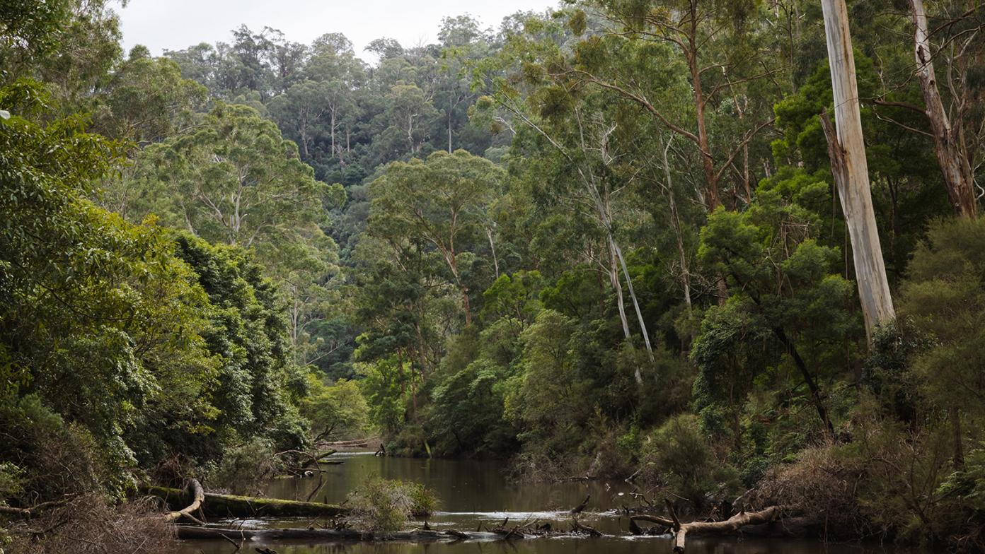 The image is of Tyers River, which has the river water at the bottom of the image, and large trees and bushland surrounding the water.