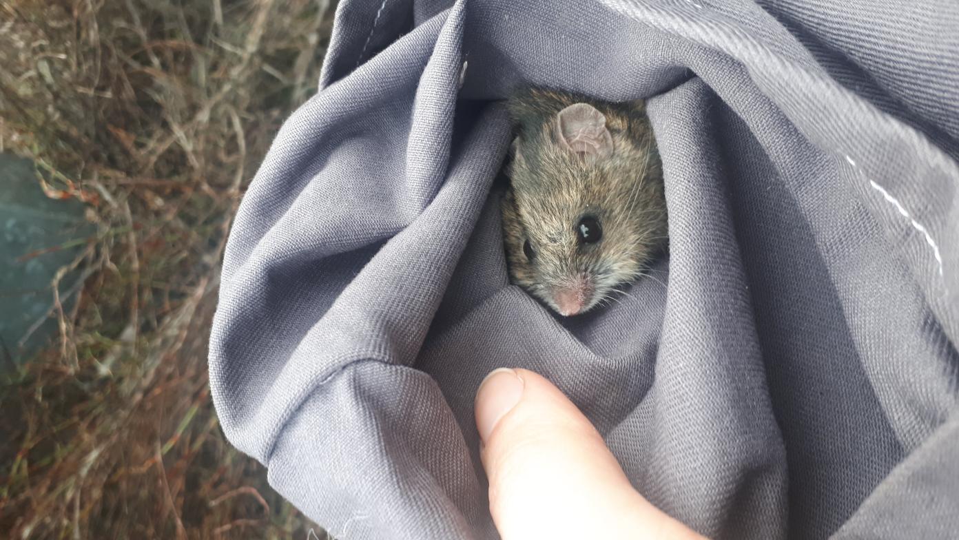 Small grey mammal in grey towel