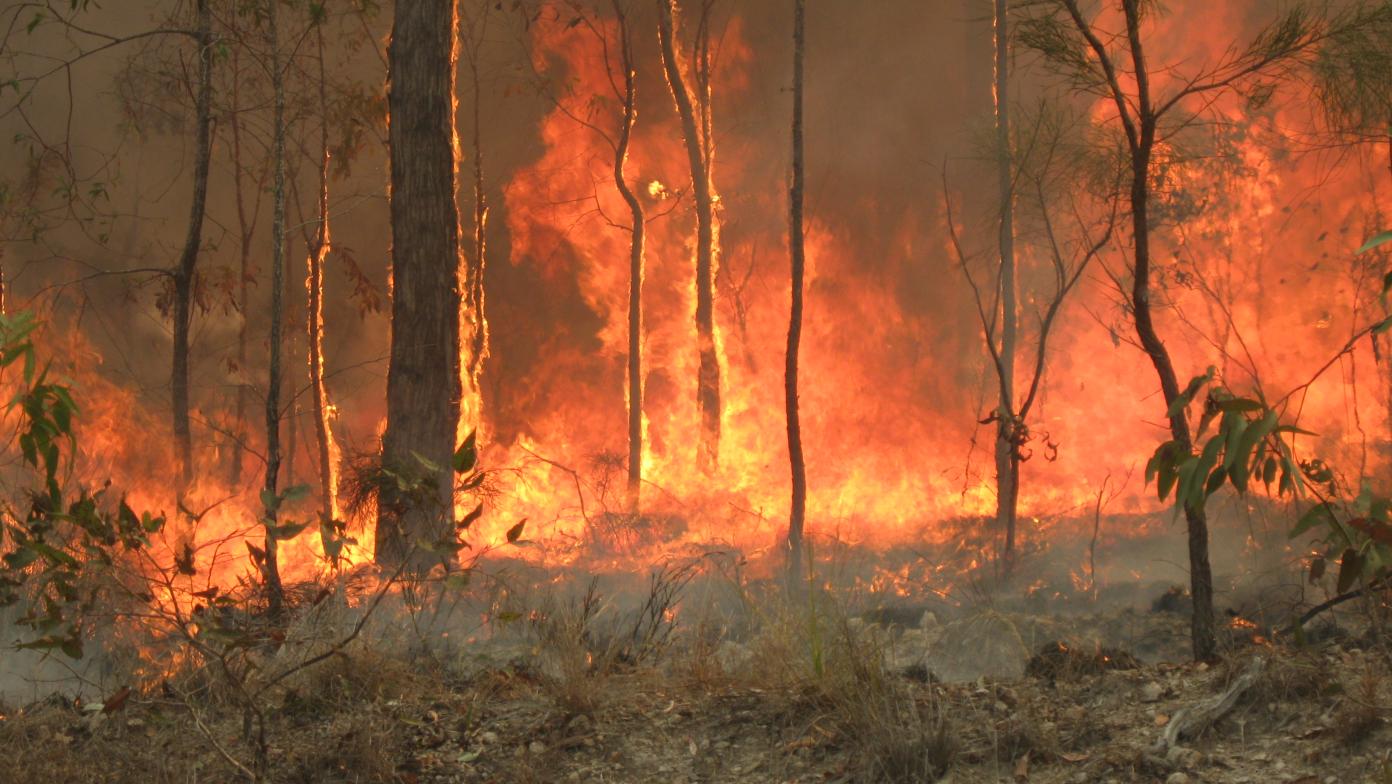 A bushfire
