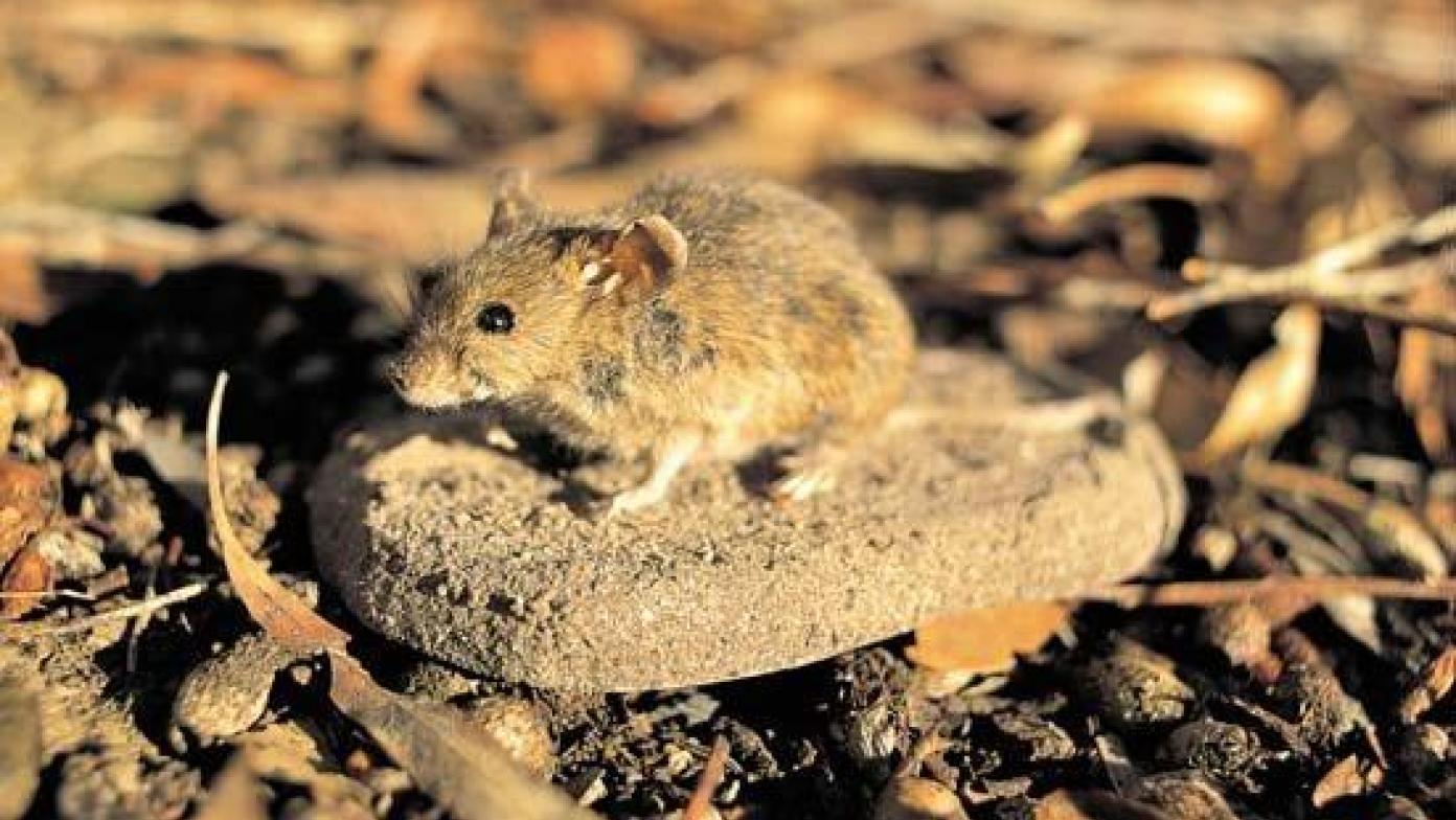 Small mouse sits on rock.