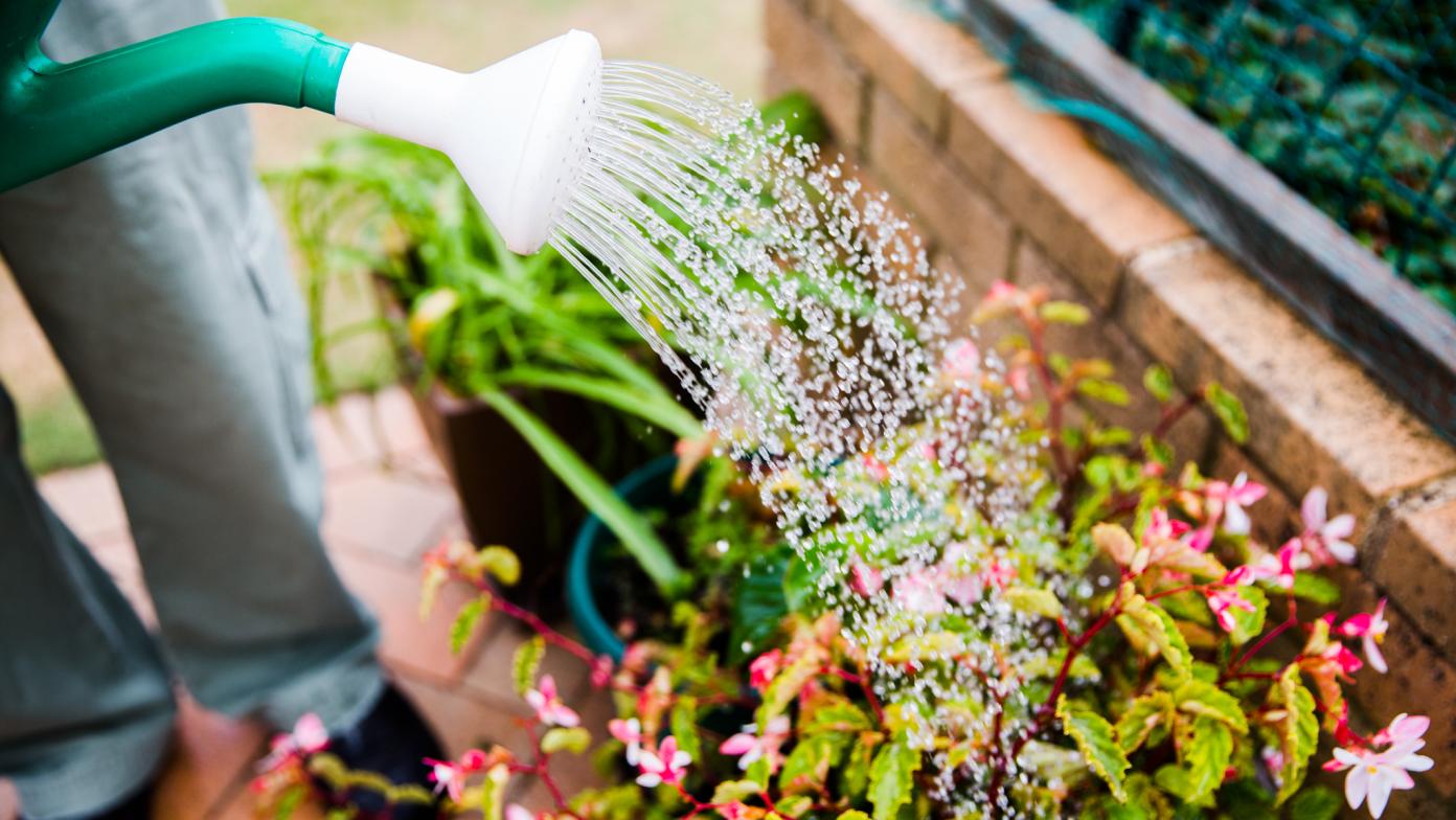 Watering plants using a watering can