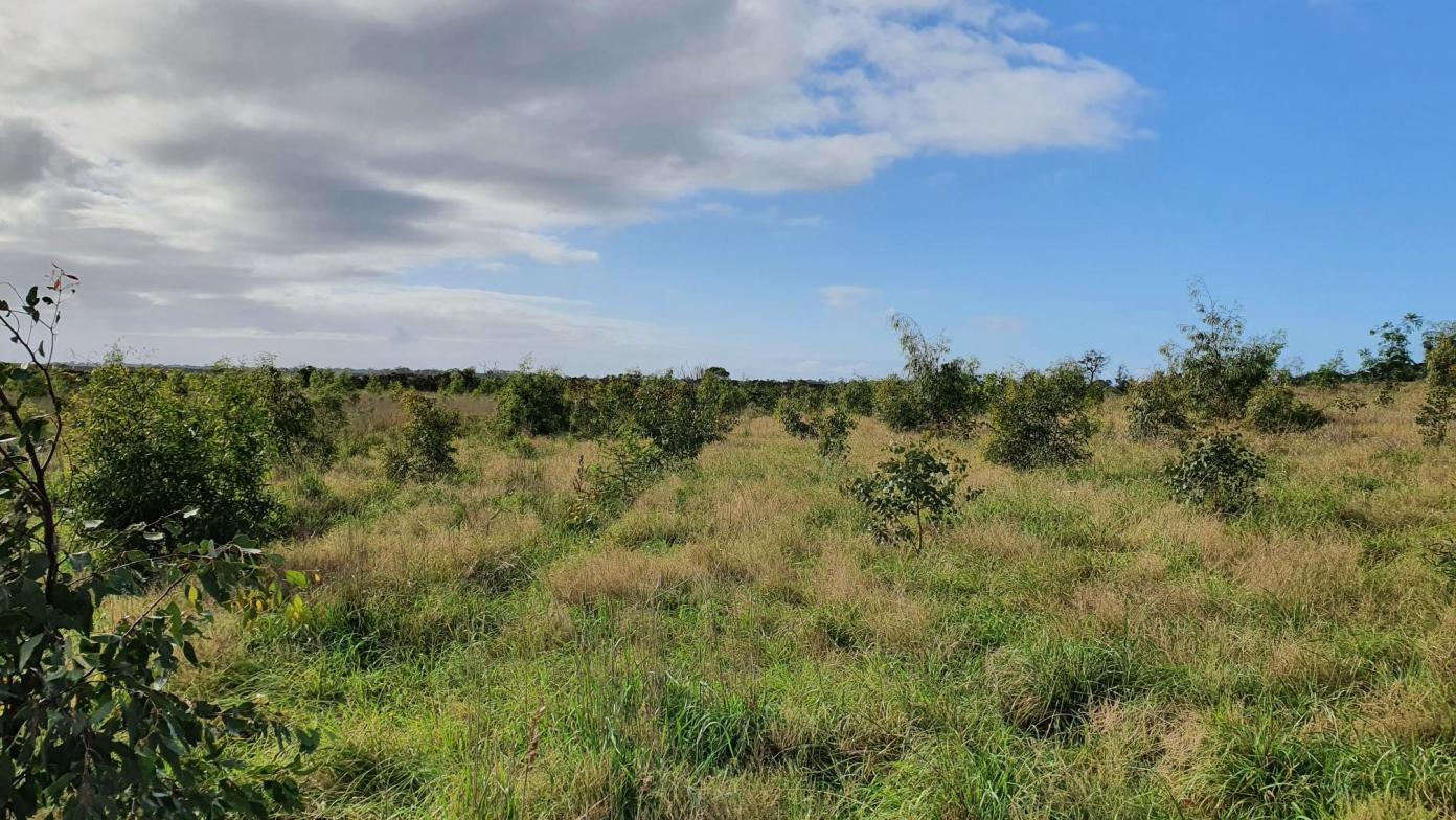 Some of the 200,000 native trees we've planted to help offset carbon emmissions.
