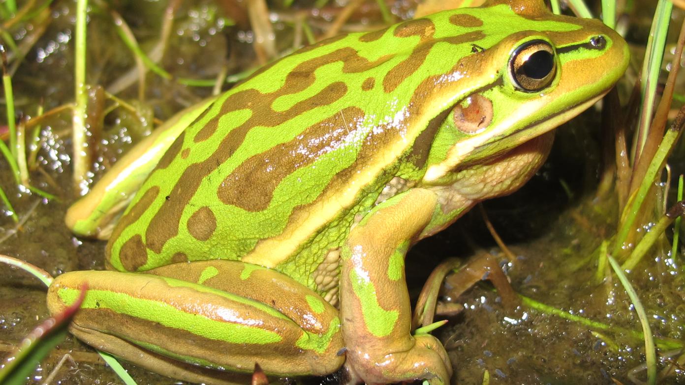 A green and golden bell frog found at Dutson Downs