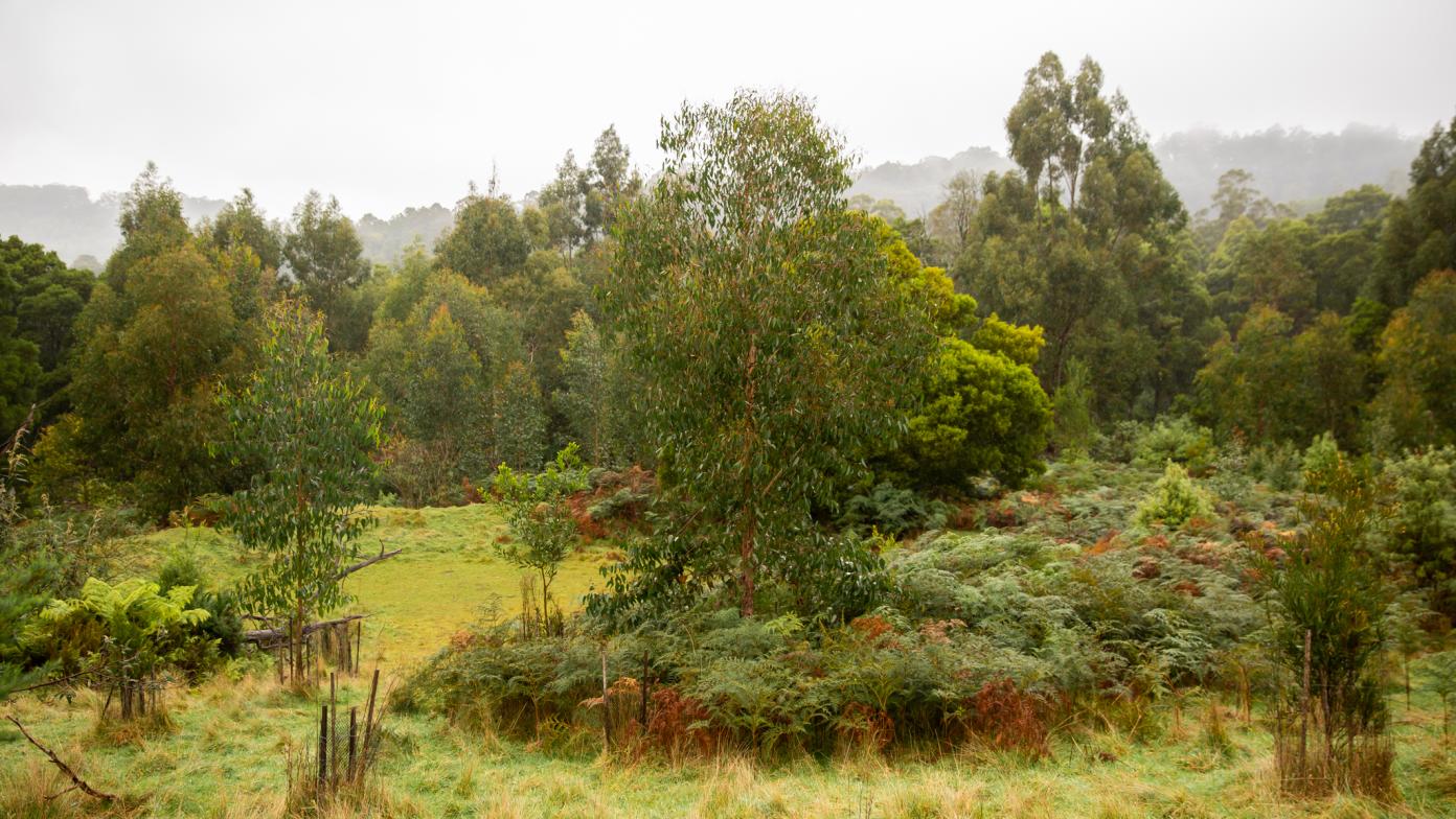Our Mirboo North biodiversity management site. 