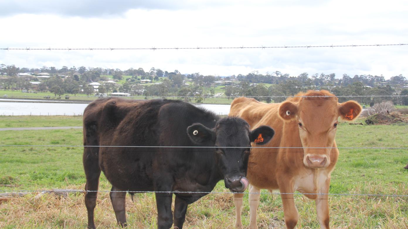 Two cows from our Drouin Gippsland Regional Agribusiness farm site. The picture overlooks part of our biodiversity offset site as well as the Drouin Wastewater treatment plant. 