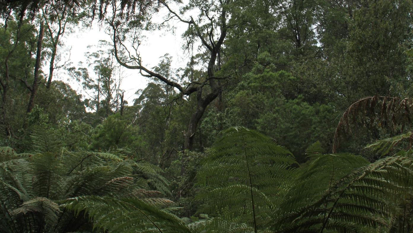 Our Rawson biodiversity management site. 