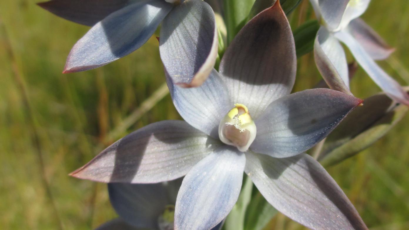 A metallic sun orchid in bloom. 