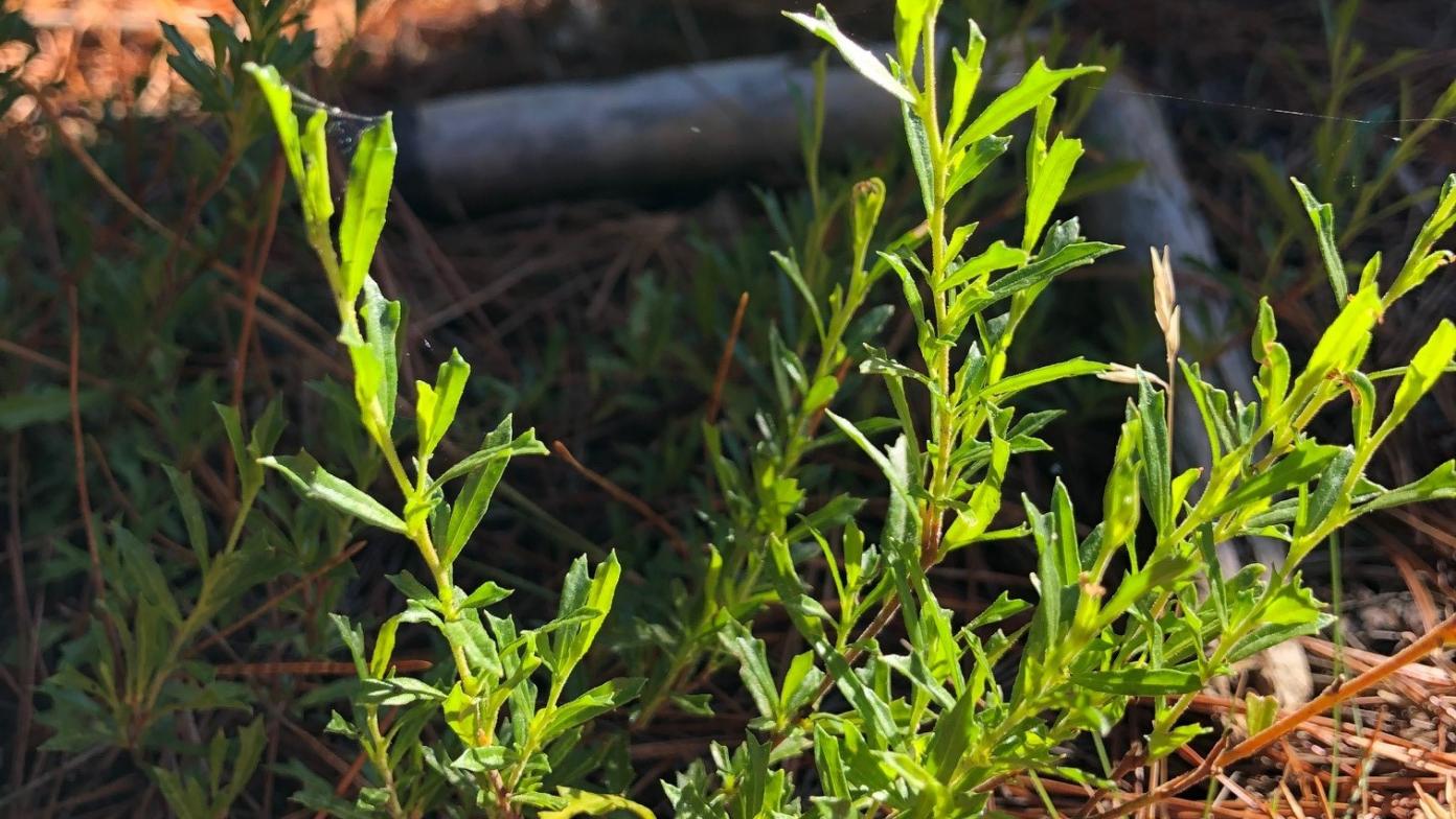 A young trailing hop bush at our Dutson Downs site.