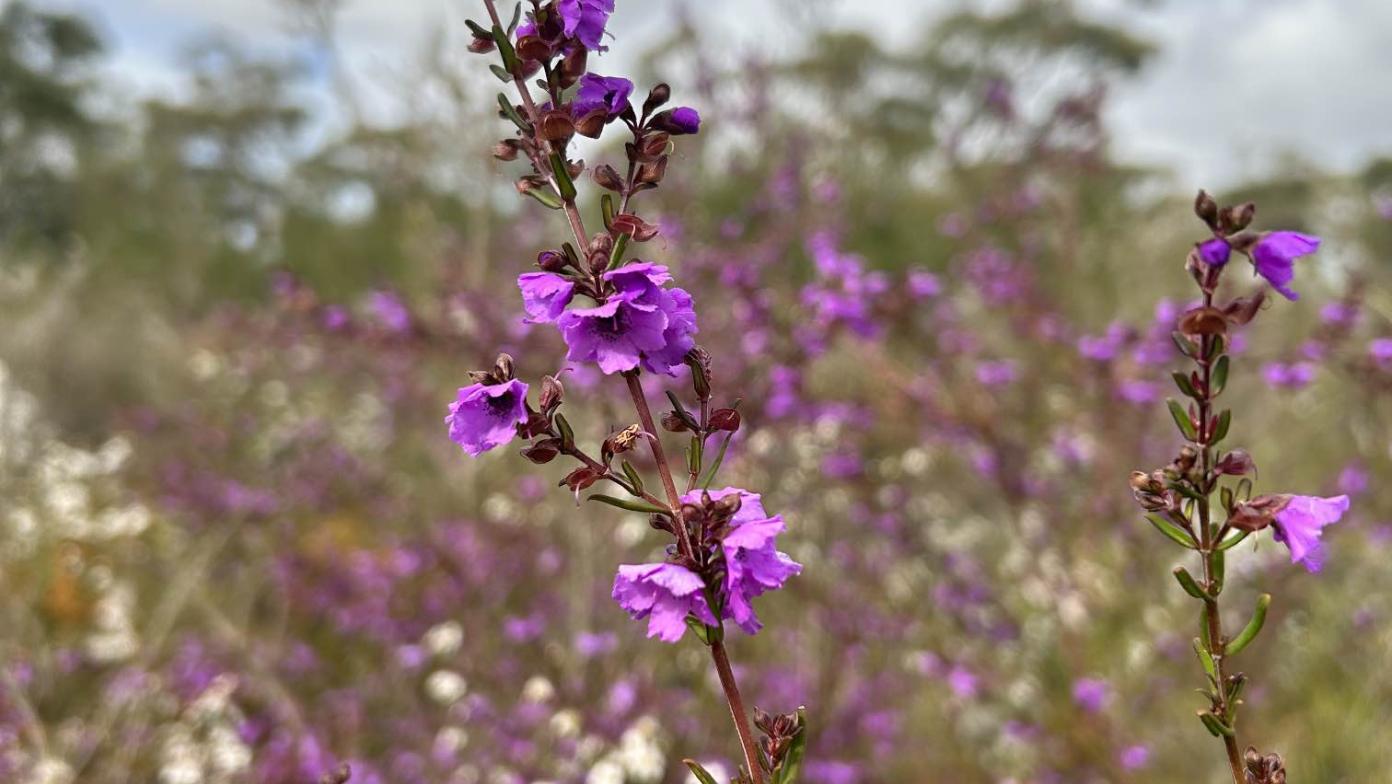 Purple flowers