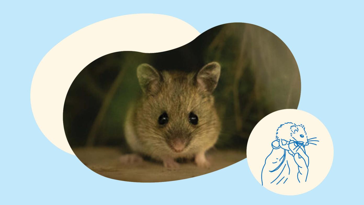 A Pookila, with it's distinguishing bicoloured tail, large eyes and soft thick fur.