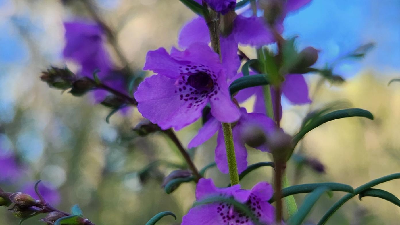 Wellington Mint-bush with purple flowers