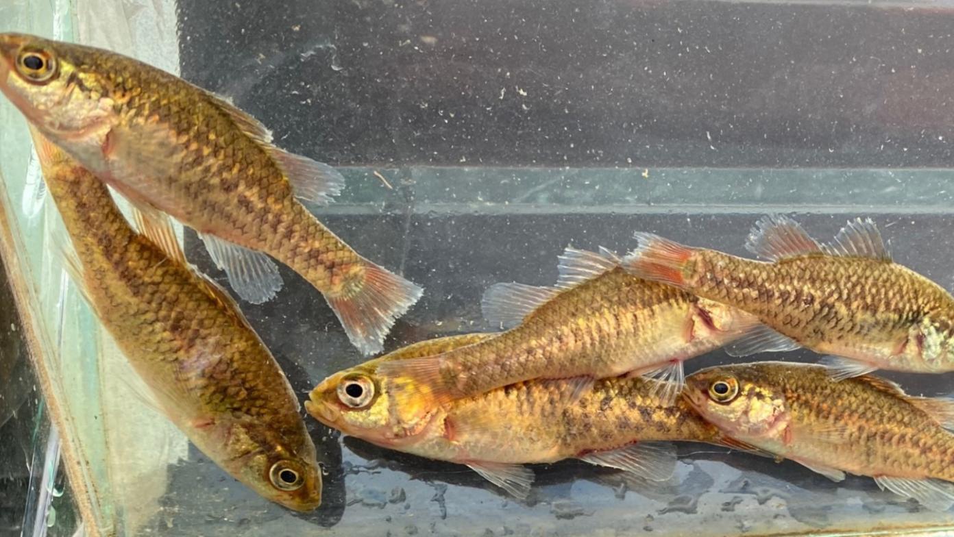 Flinders Pygmy Perch swimming in a tank.