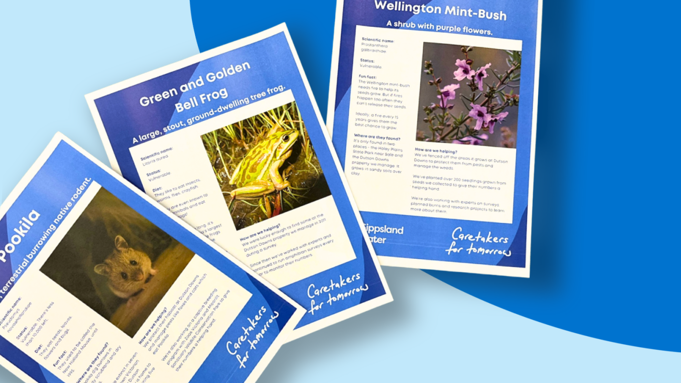 Pages of activity sheets