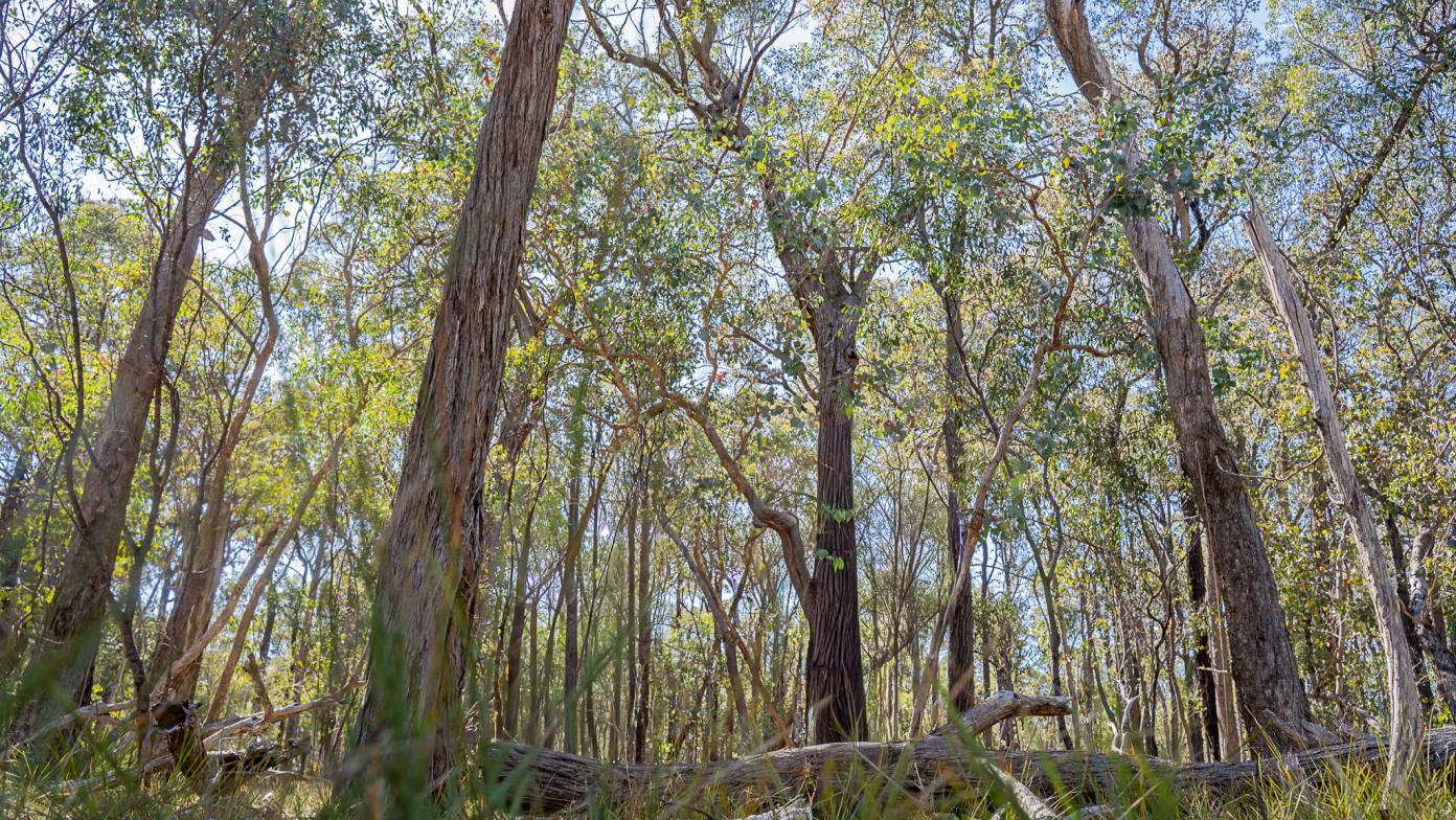 a forest of box-ironbark trees