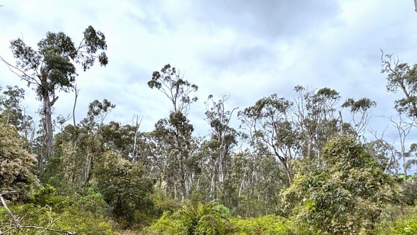 trees with green shrubs and blue sky