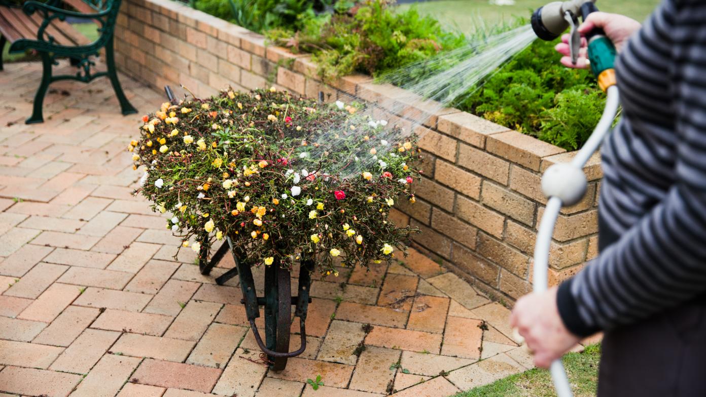 Person watering a garden bed