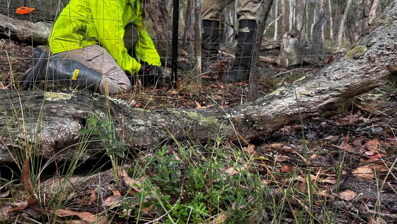 Downy Zieria in front of fence.