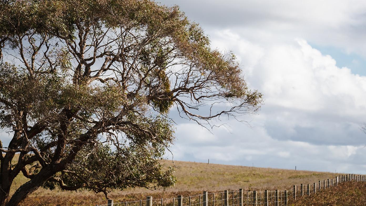 Tree in a paddock