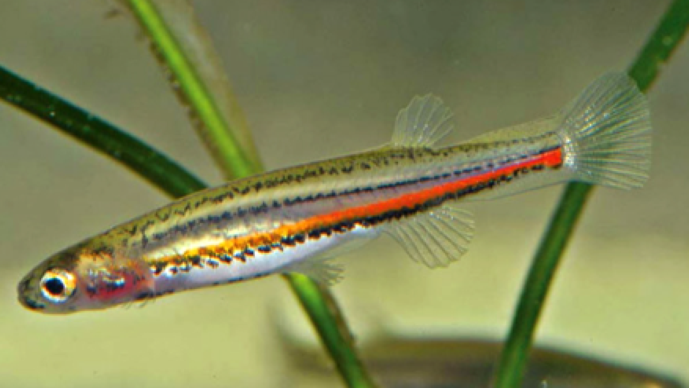 Dwarf Galaxias