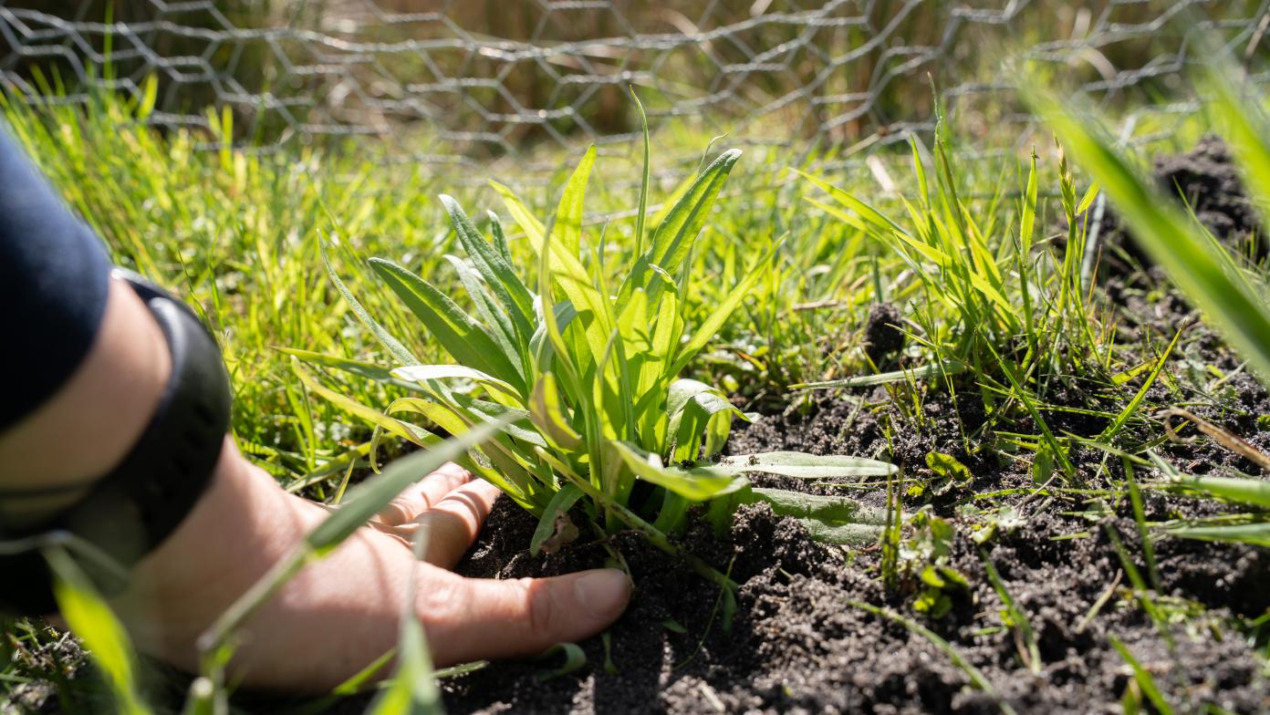 Swamp Everlasting planting at Dutson Downs