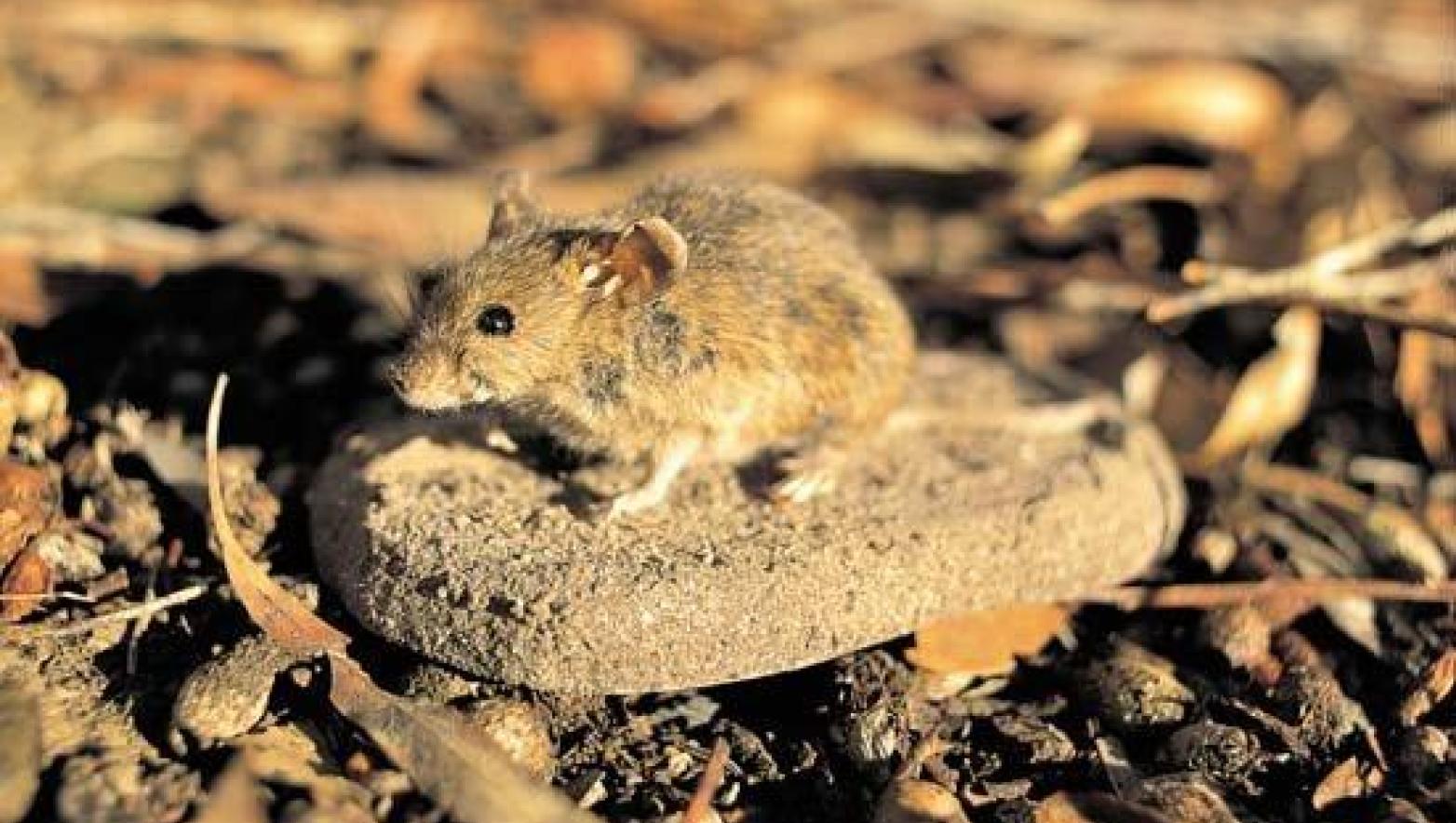Small mouse sits on rock.