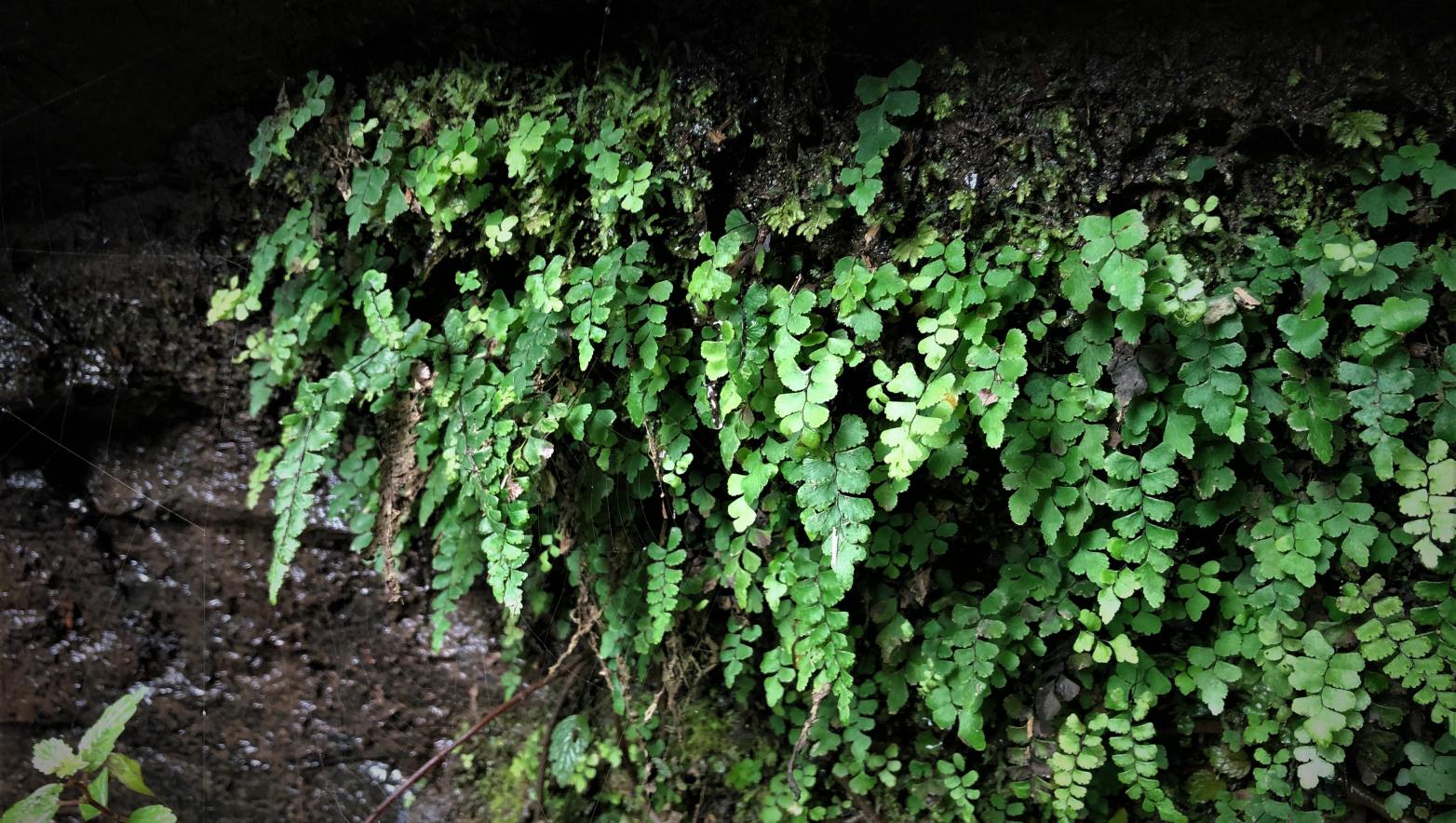 Filmy Maidenhair fern (Adiantum diaphanum)