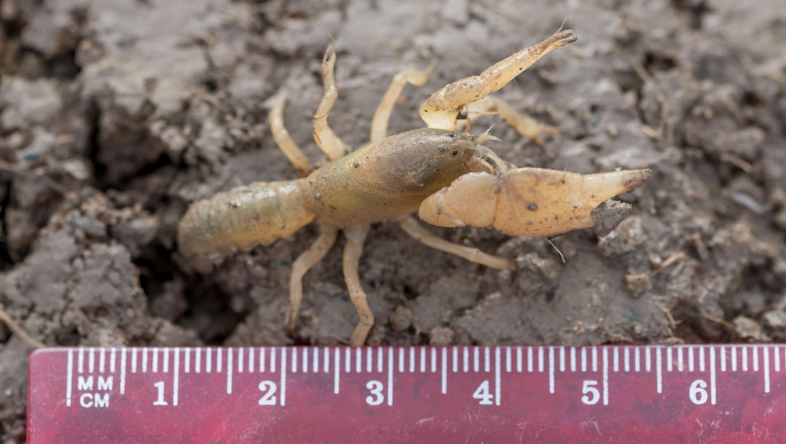 Warragul burrowing crayfish.