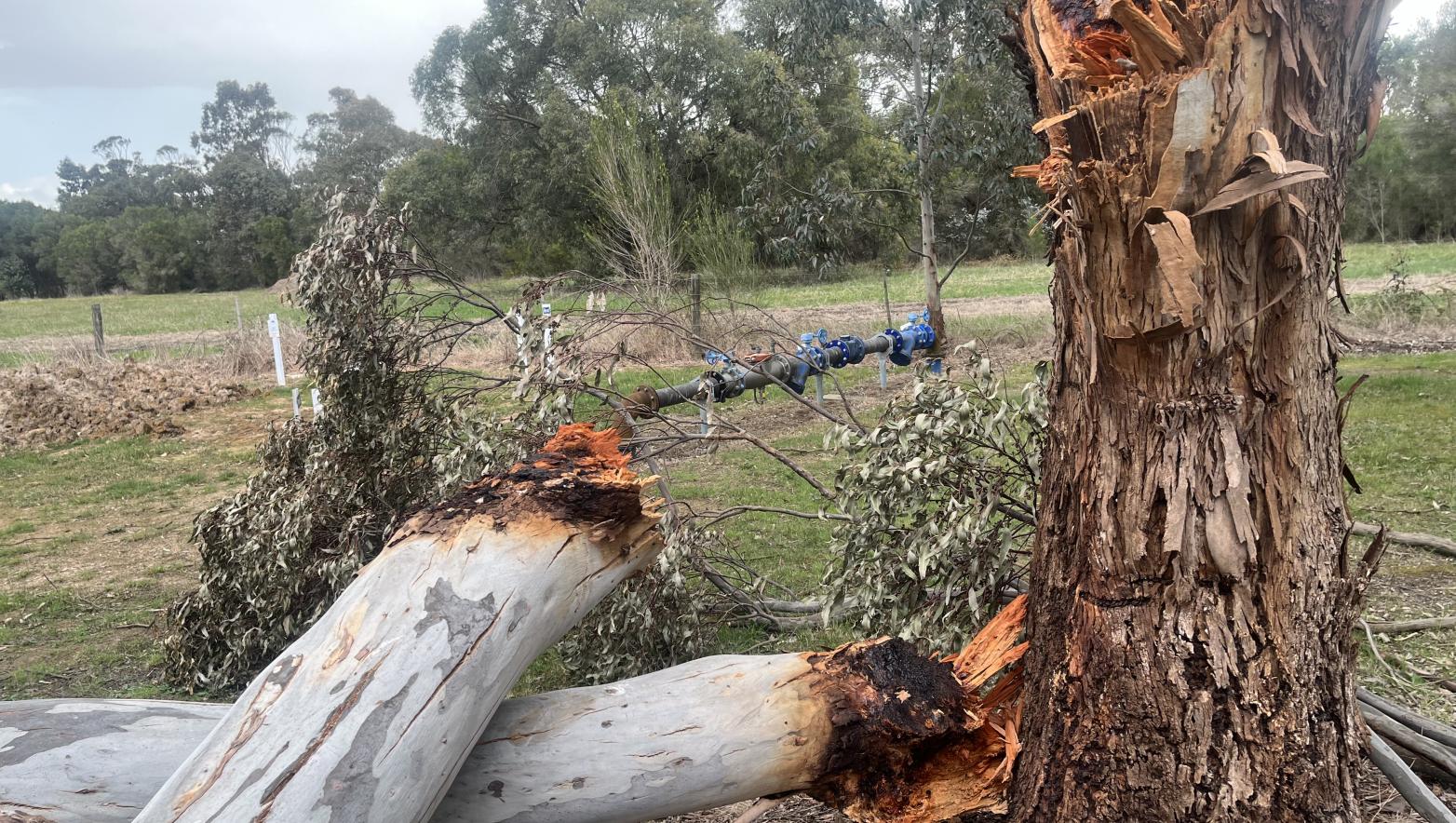 Tree damage after severe storm