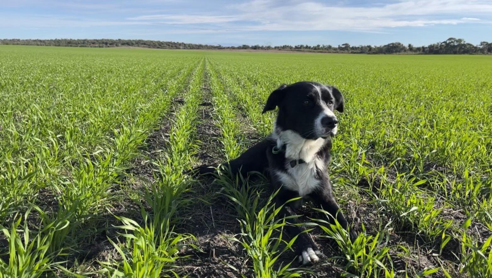 Ollie the dog laying on crops at Gippsland Regional Agriculture