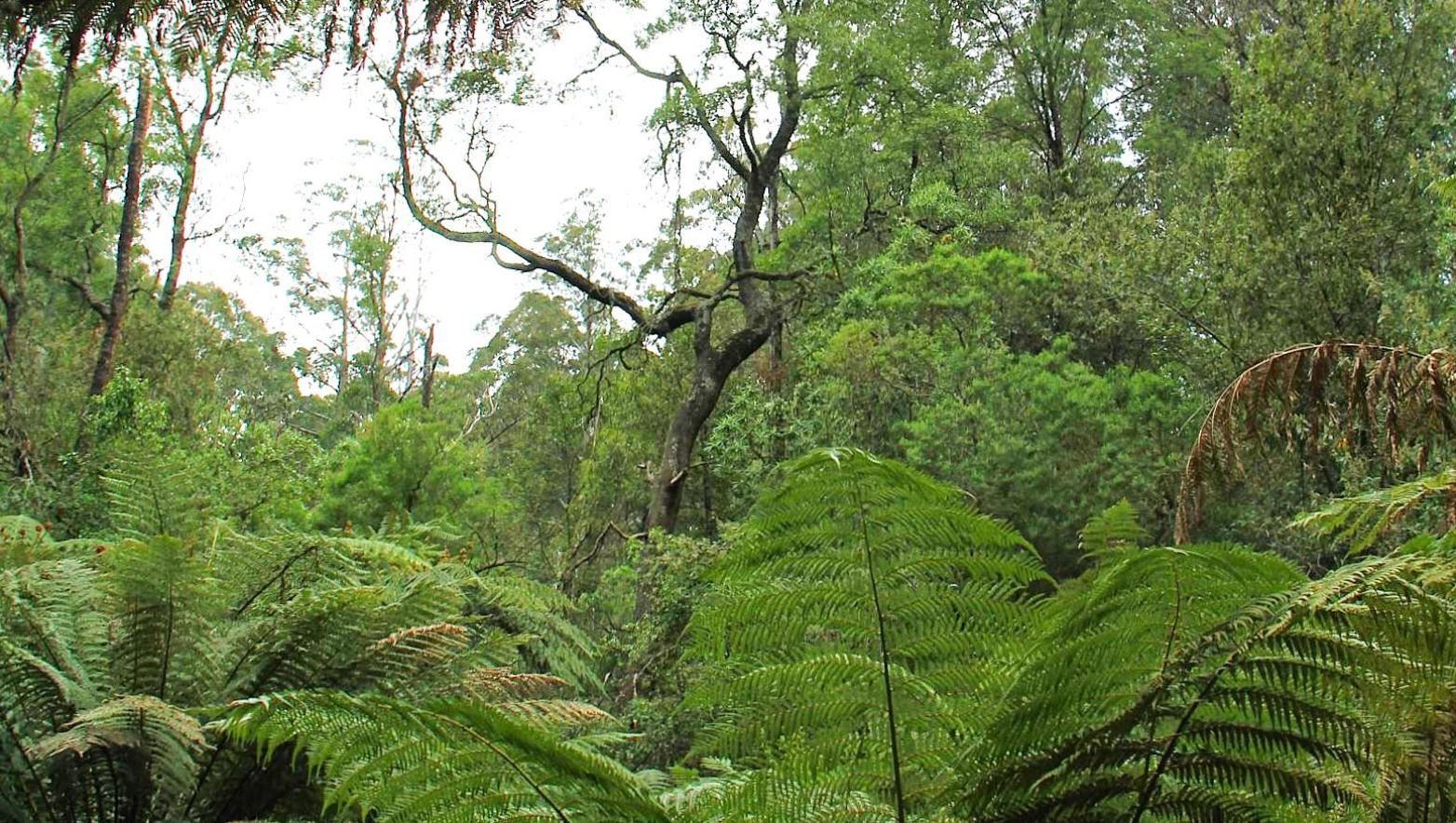thick fern trees at rawson site