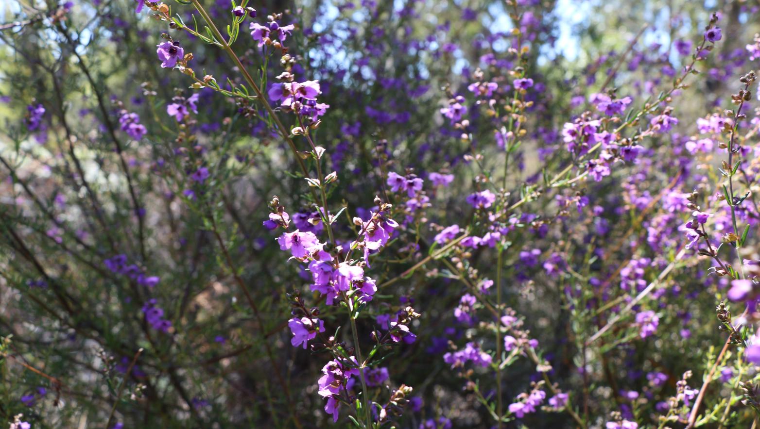 The threatened Wellington Mint-Bush we're working to protect.