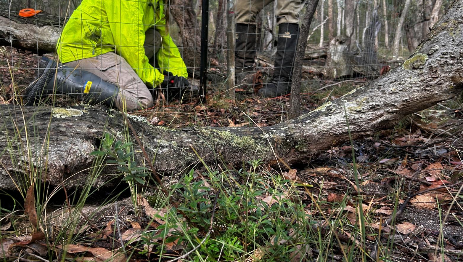 Downy Zieria in front of fence.