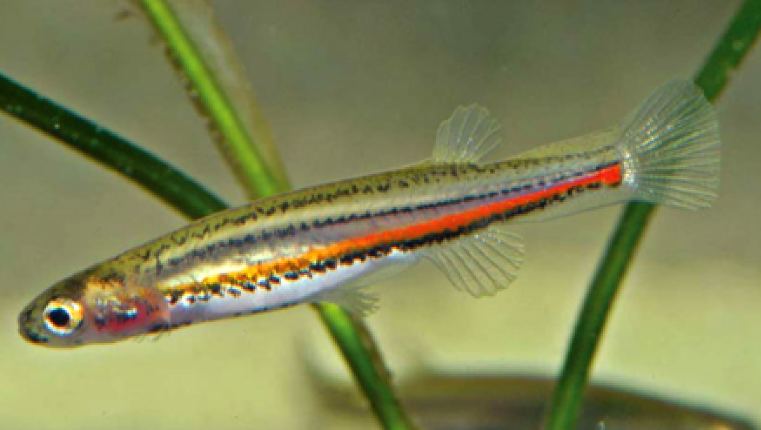 Dwarf Galaxias