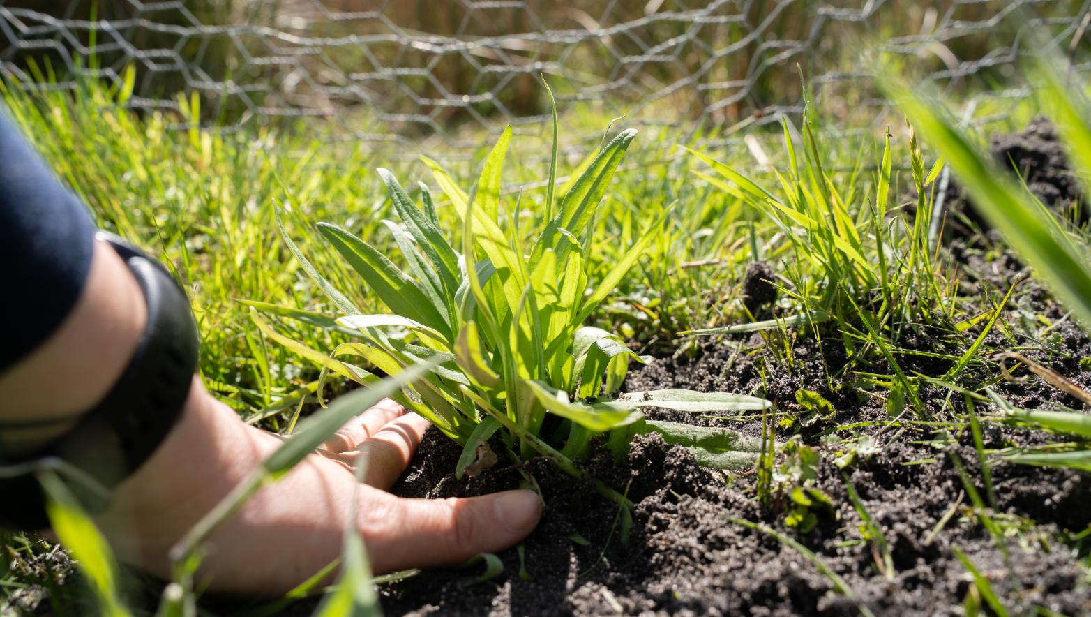 Swamp Everlasting planting at Dutson Downs